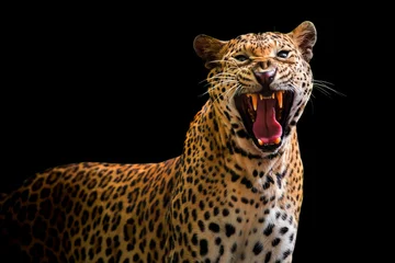 Foto op Plexiglas A roaring leopard looks fierce on a black background. © titipong8176734