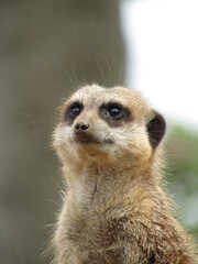 Meerkat 5
