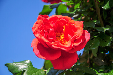 花のクローズアップ　Red flowers blooming in the sunny sky
