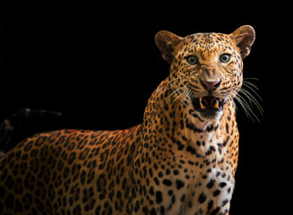 A roaring leopard looks fierce on a black background.