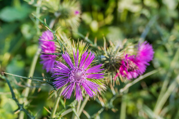 artichoke thistle flower closeup view