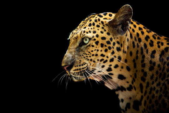The leopard looks beautiful on a black background. © titipong8176734