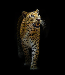The leopard looks beautiful on a black background.