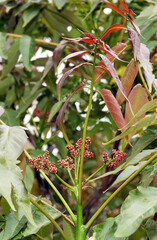 Tree Tuna (tones) Chinese, peeled