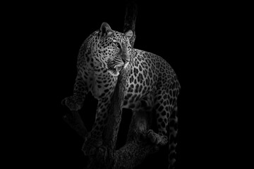 The leopard looks beautiful on a black background.