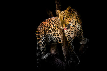 The leopard looks beautiful on a black background.