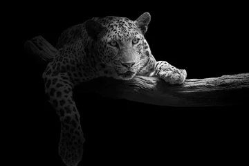 Selbstklebende Fototapeten Der Leopard sieht auf schwarzem Hintergrund wunderschön aus. © titipong8176734