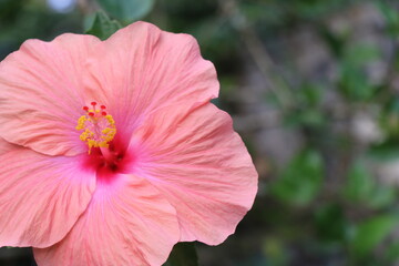 Beautiful hibiscus flower with space for copy text on nature background