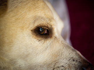 
Sweet dog look. Ready for entry.