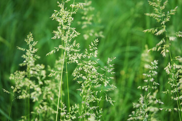Mouse Barley Plant - Hordeum marinum