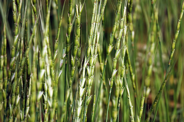 Fototapeta premium Mouse Barley Plant - Hordeum marinum