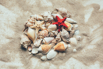 Fototapeta na wymiar Seashells summer background. Lots of different seashells piled together on a white wooden background.