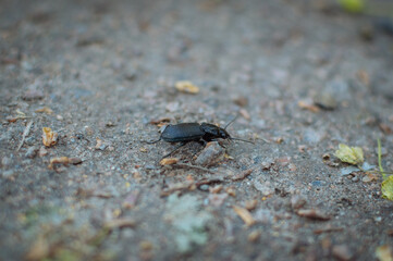 ant on the ground