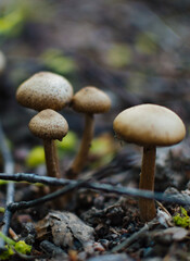 mushrooms in the forest