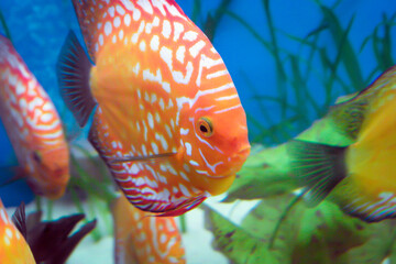 Paletki / Dyskowce - ryby akwariowe © Izabela