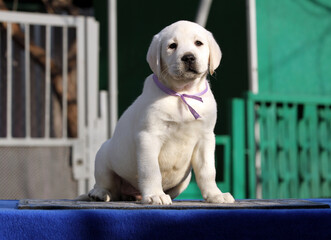 the nice labrador puppy on a blue background