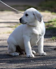 cute yellow labrador in the park