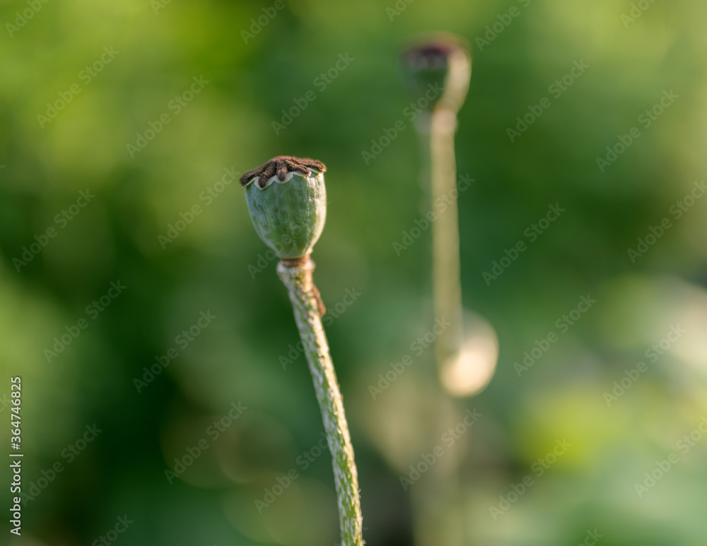 Wall mural poppy seed box in the garden. selective focus with shallow depth of field.