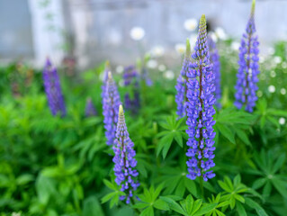 Flowers of lupin in the garden. Selective focus.