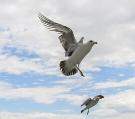 Flying seagulls over blue sky.