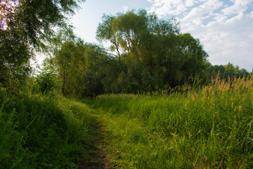 A shady path in the morning forest