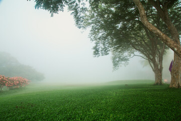 Obraz na płótnie Canvas Natural landscape. Green forest with fog, trees, morning