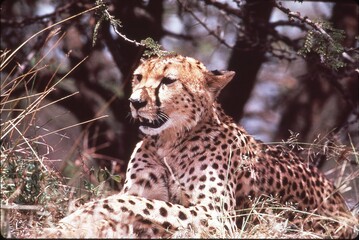 cheetah