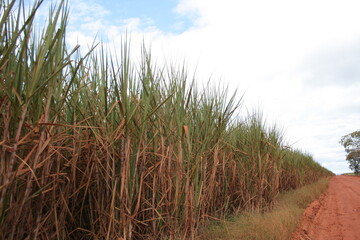 CANA DE AÇÚCAR