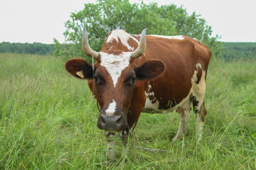 Fototapeta premium A cow on a meadow