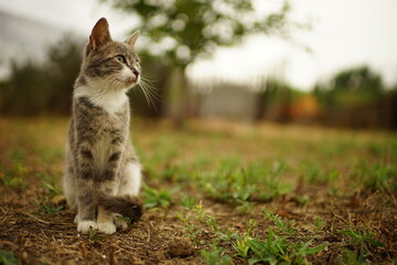 Cute grey tricolor kitty sitting in summer garden.