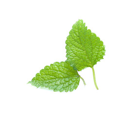 Fresh lemon balm bunch isolated on white background