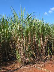 CANA DE AÇÚCAR