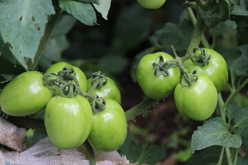 Unripe green tomatoes growing in the plant. young organic tomatoes hanging on a branch. organic farming. plants growth on the garden bed
