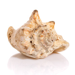 Large sea shell isolated on white background.