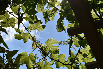 Weinranken über Pergola gegen blauen Himmel in der Wachau, junge Weintrauben beim reifen, unreifer...