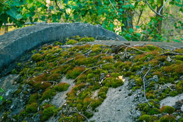 Fluffy moss on a concrete pipe
