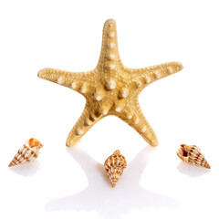Seashell collection isolated on the white background. Starfish and small spiral shells.