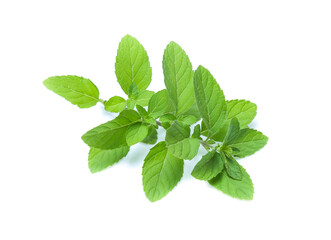 mint leaves isolated isolated on white