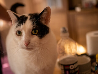 
Black and white cat. Free space for entry.