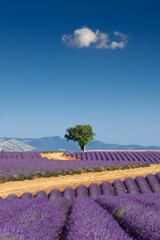Lavender fields of Provence in summer with almong tree. Valensole Plateau, Alpes-de-Haute-Provence, European Alps, France