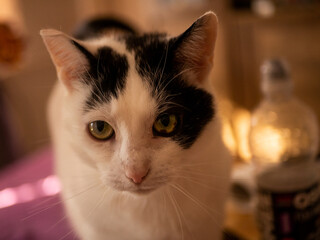 
Black and white cat. Free space for entry.