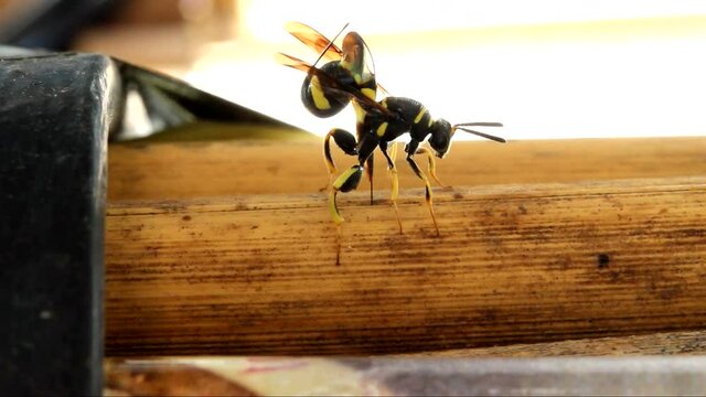 Parasitic Wasp ( Leucosips dorsigera )  lays eggs

Leucospis dorsigera is a species of wasp belonging to the family Leucospidae. Leucospidae are external parasitoids of larval hymenoptera, mostly soli