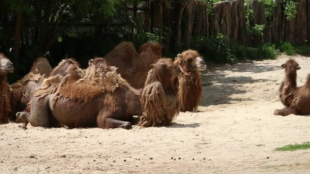 Group of camels lying on sand, moving head, doing hilarious movement, resting