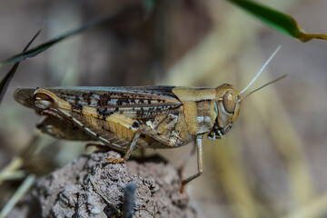 Locust Macro photo. Insect (lat. Dociostaurus moroccanus) close-up. The body structure of the locust. The texture of the surface of the insect. Gray-brown locust. Pest of crops and crops. Bokeh

