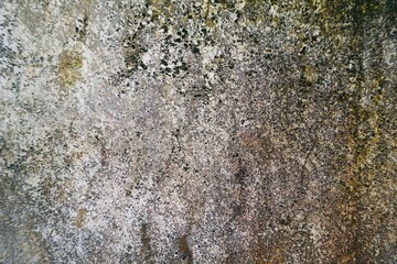 The concrete wall has dry moss. Use as wallpaper