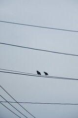 Two sparrow bird standing on the electricity wire.