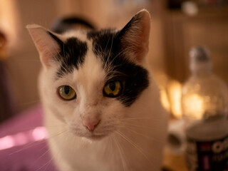 
Black and white cat. Free space for entry.