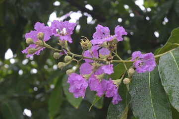 Lagerstroemia Speciosa is a species of Lagerstroemia native to tropical southern Asia and most outstanding summer bloomers.