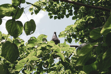 Gray pigeon on a branch in sunny day