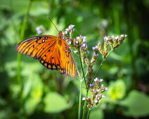Gulf Fritillary on a wildflower along the nature trail in Pearland!